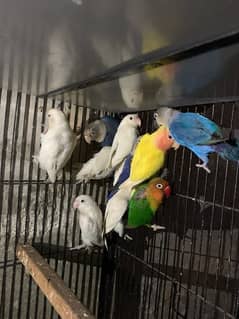 Mix Love Birds Available