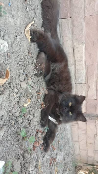Persian male Black cat