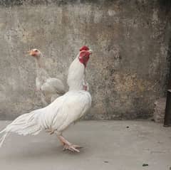 Heera aseel chicks | Heera aseel pair | white heera pair