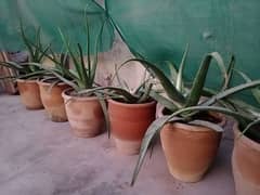 Aloevera