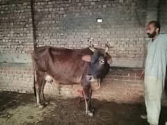 cross jersey cow / jarsi cow / cross frezian cow / gay /گائے