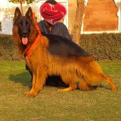 German Shepherd Female Dog | German Shepherd Dog For Sale