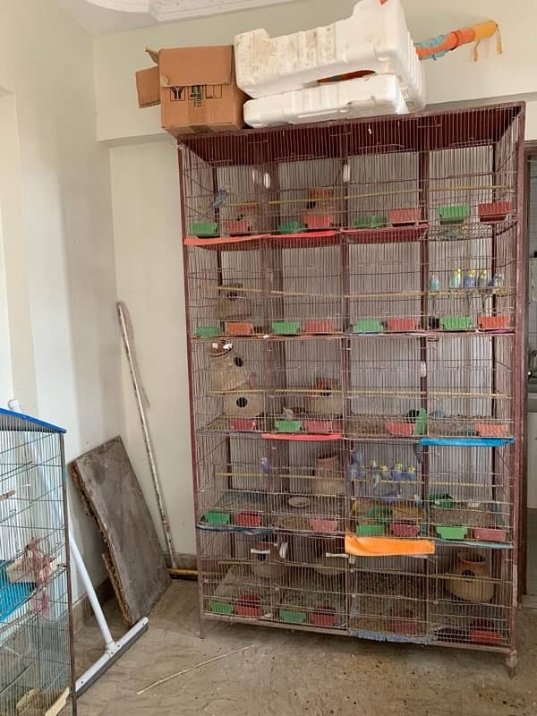 RAINBOW BUDGIES CAGES  (0347-2433231) BAJRI BUDGERIGAR BAJRI TOTA 3