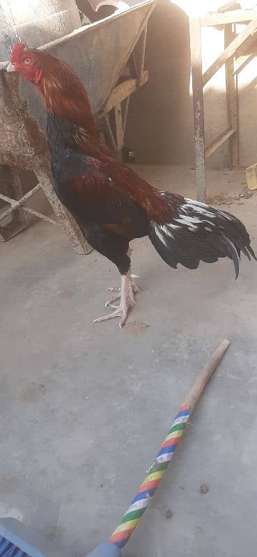 lakha murga for sale 6