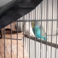 Budgies pair 600