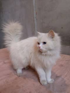 female Turkish angora cat blu and yellow ayes