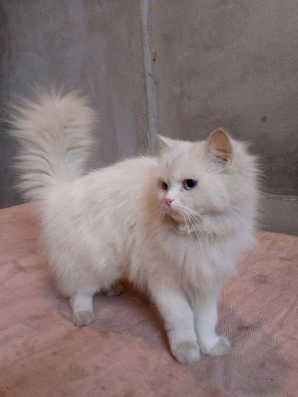 female Turkish angora cat blu and yellow ayes 0