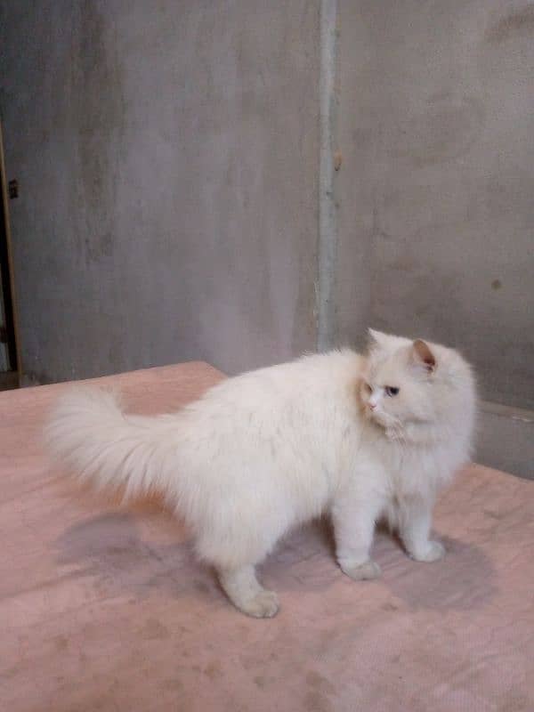 female Turkish angora cat blu and yellow ayes 1