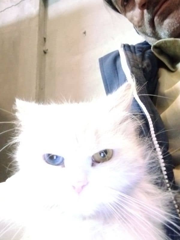 female Turkish angora cat blu and yellow ayes 2