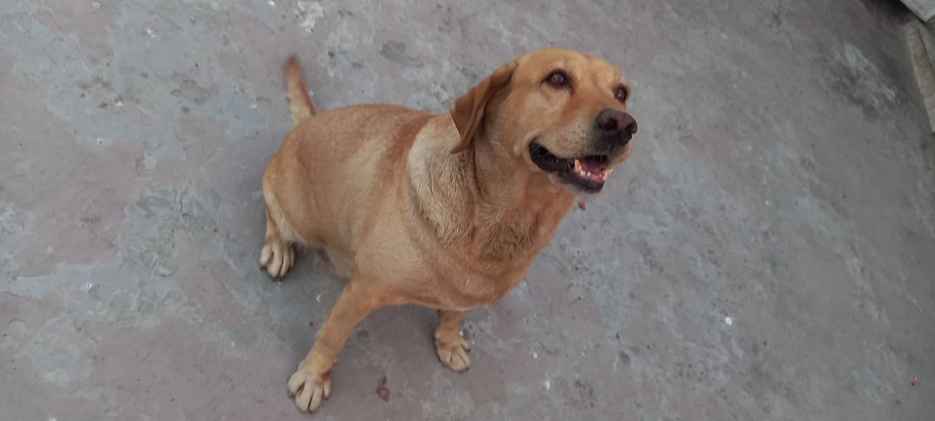 Female labrador for sale 0