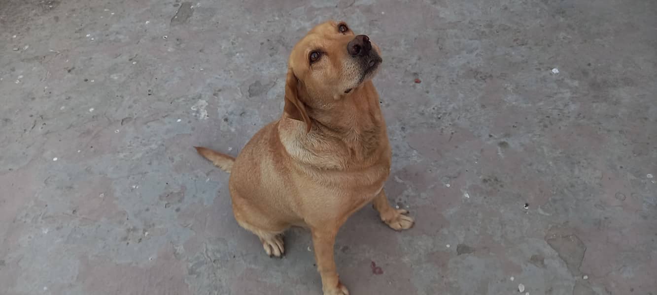 Female labrador for sale 1