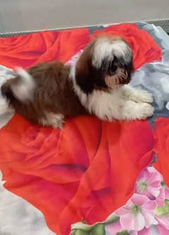 Shih tzu female dog for sale