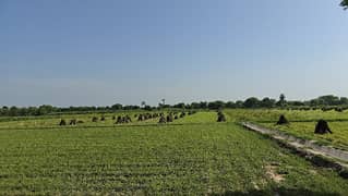 100 Acr Agriculture Land For Sale At Tharanda Muhammad Pannah