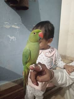 green ring neck parrots age 1 year each 8500