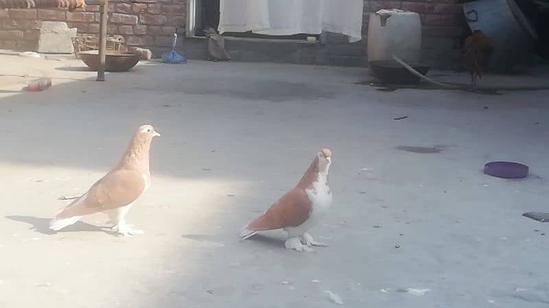 Lahori Sherazi  pair for sale 2