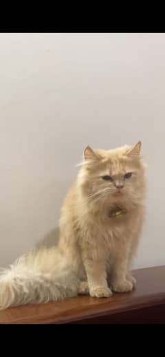 Pure Beautiful and Healthy Persian Cats Home Breed Fawn Color