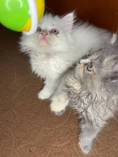 Persian kittens | triple coated | Punch face kittens for sale