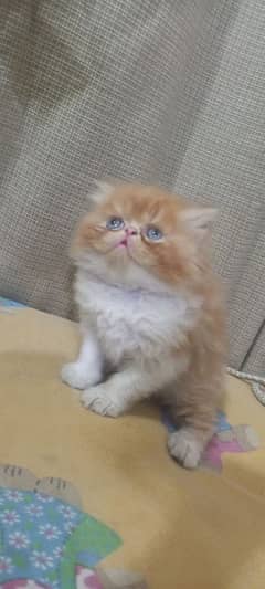 piki bi Color kittens 03280592995