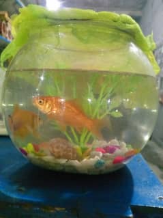 plastic fish bowl and with goldfish