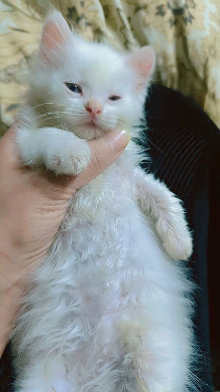 Persian kitten | Triple Coated | sami Punch face | cue | Persian cat 2