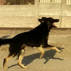 available security German Shepherd |  Male long coated