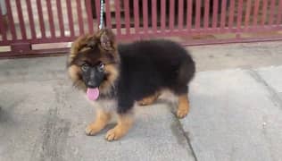 German shepherd Puppy | GSD | dog for sale | 03287625932