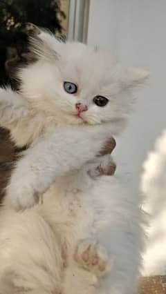 Persian kitten cat odd eyes