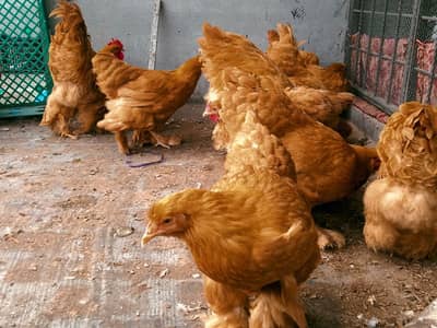 Golden buff and Fancy chicks available