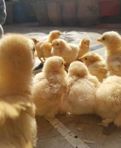 Golden buff or Polish and Benten Chicks Available