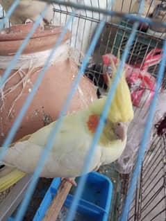 Beautiful pair of cocktail parrot for sale in karachi