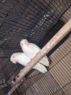 Love birds albino breader pair