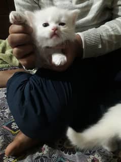 persian kittens are available for sale