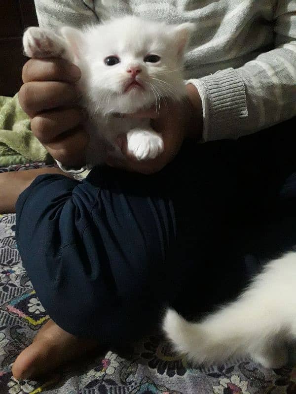 persian kittens are available for sale 0