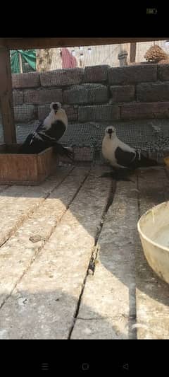 swallow pair