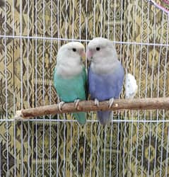 Two semi tamed love birds pair in unique colours