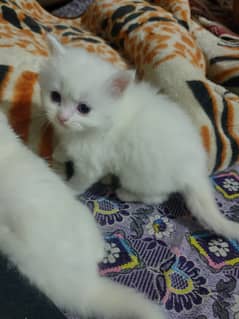 Persian kitten female Triple coated for sale