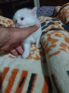 Persian kitten odd eyes Triple coated for sale