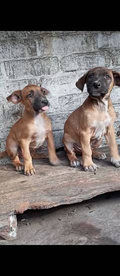 Pitbul papy for sale 0324 4435195