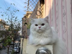 Persian Cat Male for sale