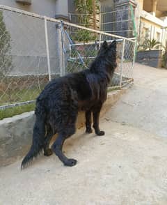 Pedigree Black German Shepherd Male Available For Sale