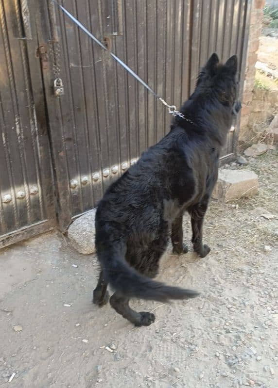 Pedigree Black German / Shepherd Male Available /Long Coat Male 1