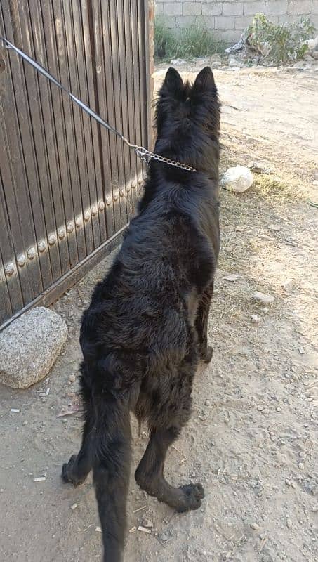 Pedigree Black German / Shepherd Male Available /Long Coat Male 2