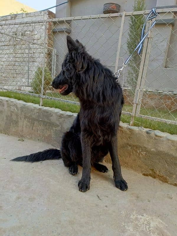 Pedigree Black German / Shepherd Male Available /Long Coat Male 3