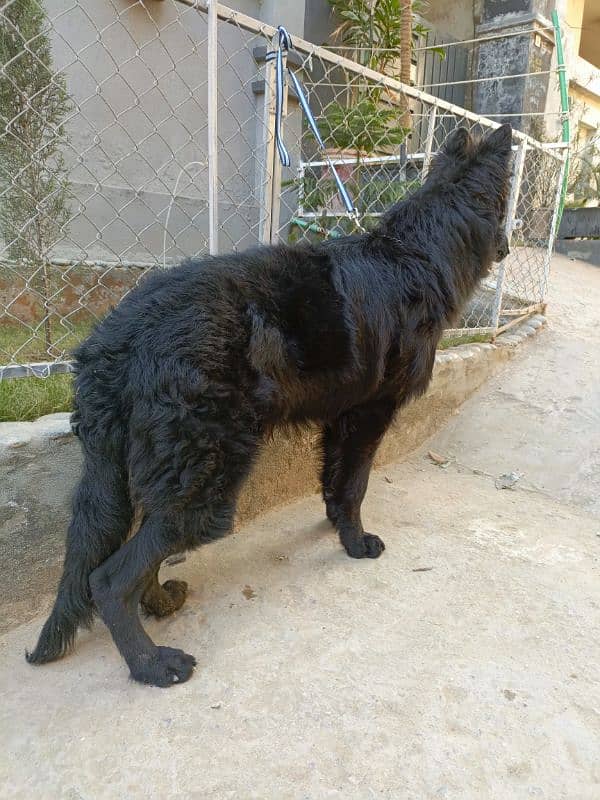 Pedigree Black German / Shepherd Male Available /Long Coat Male 4