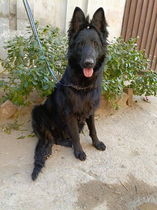 Pedigree Black German / Shepherd Male Available /Long Coat Male 5