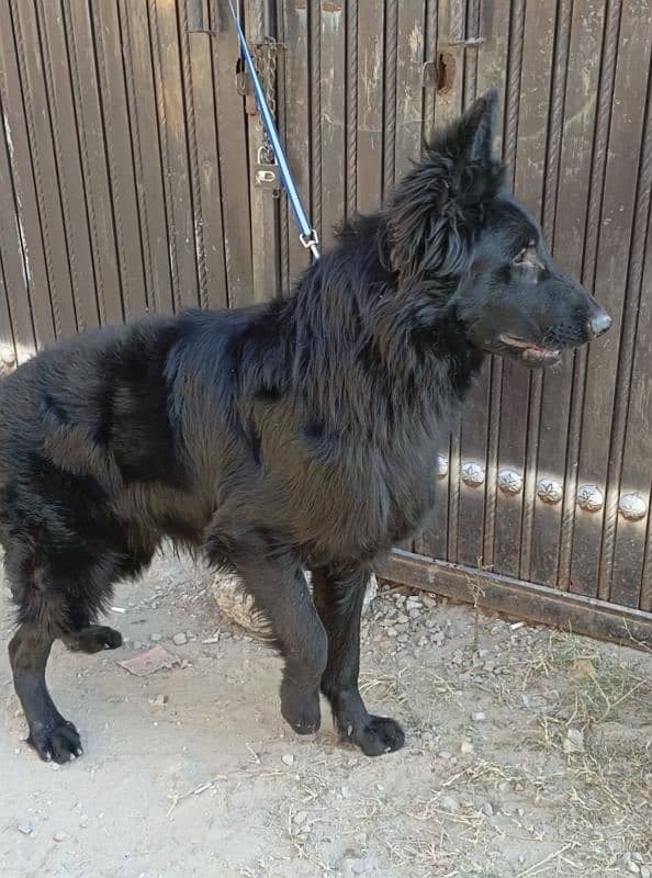 Pedigree Black German / Shepherd Male Available /Long Coat Male 6