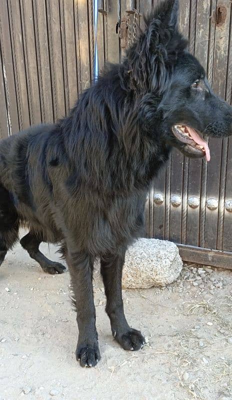 Pedigree Black German / Shepherd Male Available /Long Coat Male 7