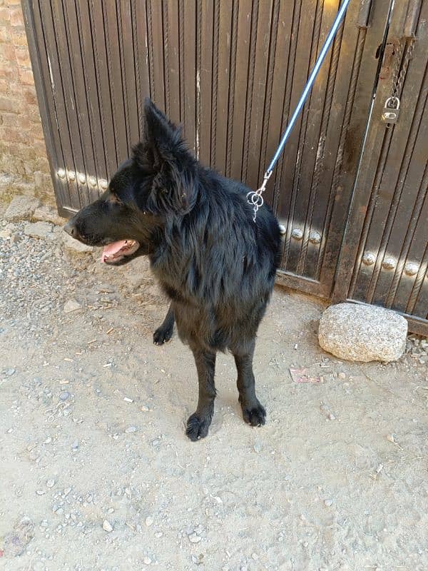 Pedigree Black German / Shepherd Male Available /Long Coat Male 8