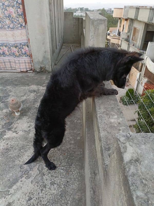 Pedigree Black German / Shepherd Male Available /Long Coat Male 10