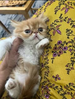 Persian Picky Face Kitten Available. contact no:+923222246044